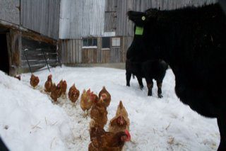 chickens-cows-winter-300px