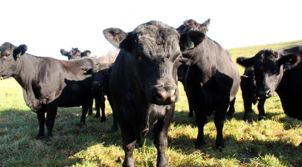 Purebred Black Angus Beef | Aird Family Farm