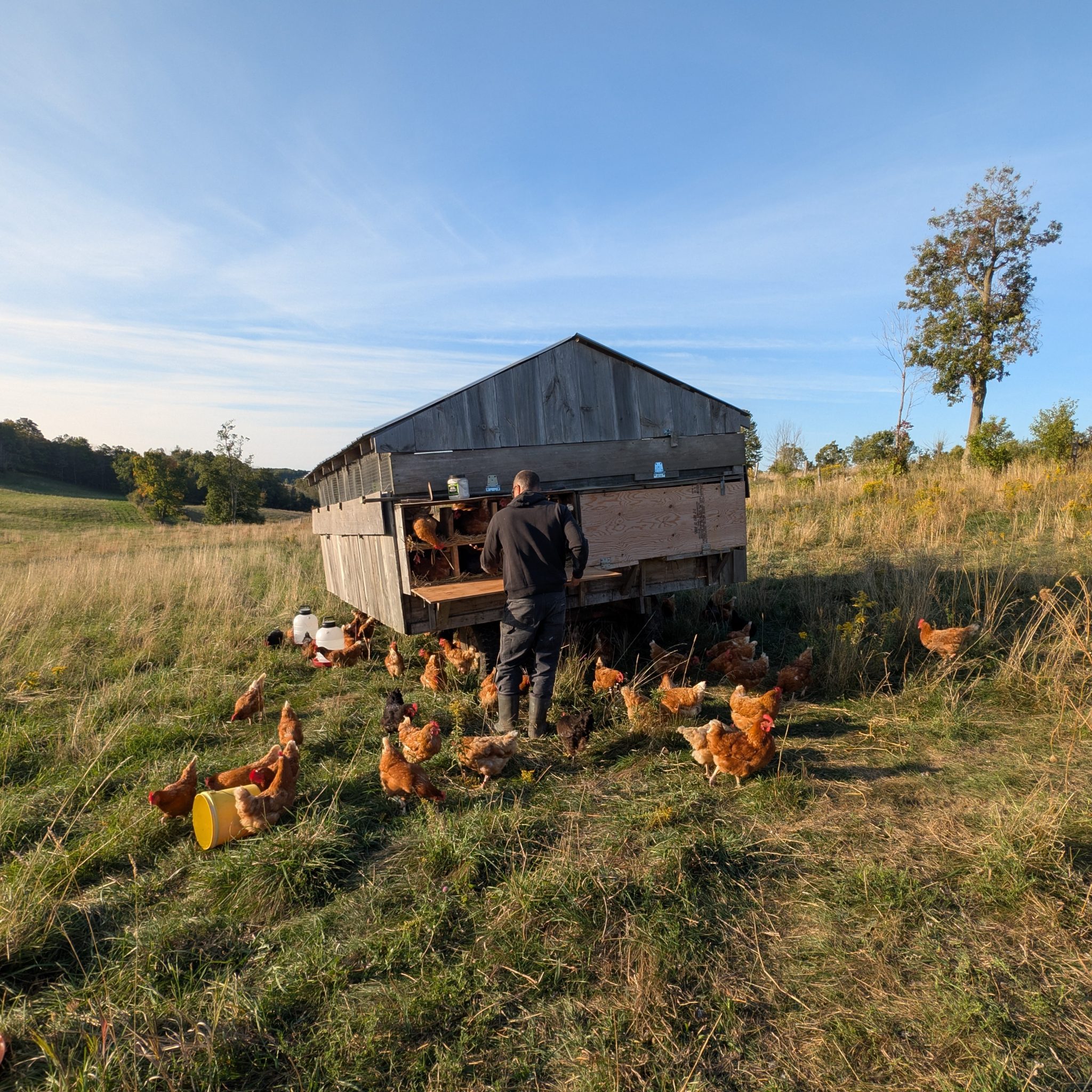 aird-laying-600px-04